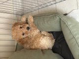 3 aylık Maltipoo yavru - 1