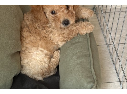 3 aylık Maltipoo yavru