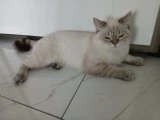 1 yaşında erkek kedimize ömürlük bir aile arıyoruz - British Shorthair