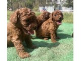 Orjinal toy poddle - 1