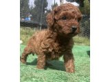 Orjinal toy poddle - 2