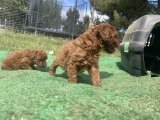 Orjinal toy poddle - 3