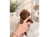 TOY POODLE YAVRULARI  DİŞİ ERKEK - 1