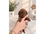 TOY POODLE YAVRULARI DİŞİ ERKEK - Köpek