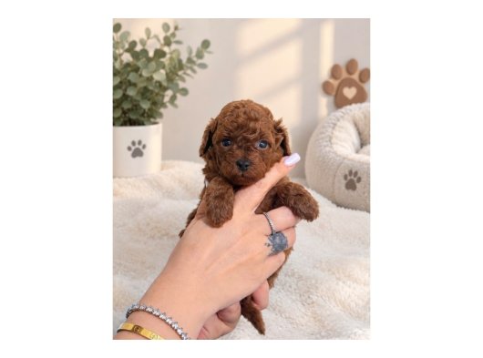 TOY POODLE YAVRULARI  DİŞİ ERKEK