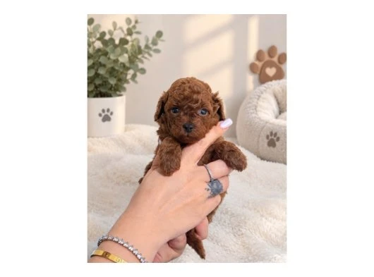 TOY POODLE YAVRULARI  DİŞİ ERKEK