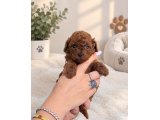 TOY POODLE YAVRULARI  DİŞİ ERKEK - 2