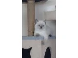 KANATSIZ MELEKLER - British Shorthair