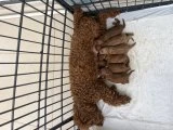Anne Baba 4.5 Kg Sağlıklı Yavrular - 4