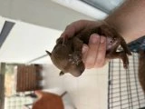 Anne Baba 4.5 Kg Sağlıklı Yavrular - Köpek