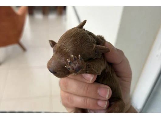 Anne Baba 4.5 Kg Sağlıklı Yavrular