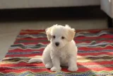 MALTESE TERRİER XS A KALİTE EV DOĞUMLU YAVRULARIM - Maltese Terrier
