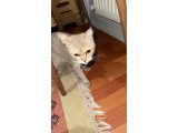 british shorthair - Kedi