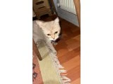 british shorthair - Kedi