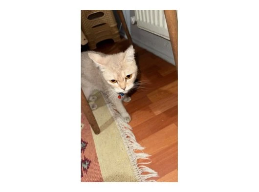 british shorthair