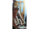 british shorthair - 2