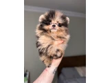 Pomerania boo nadir rengi - Pomeranian Boo