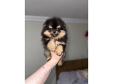 Pomerania boo nadir rengi - 2