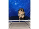 Pomerania boo nadir rengi - 3