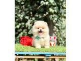 Pomeranian Boo Ultra Mini Yavrularımız Teddy Bear - 3