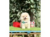 Pomeranian Boo Ultra Mini Yavrularımız Teddy Bear - 2