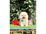 Pomeranian Boo Ultra Mini Yavrularımız Teddy Bear