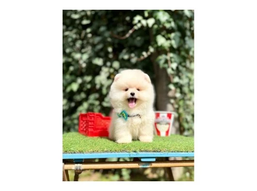 Pomeranian Boo Ultra Mini Yavrularımız Teddy Bear