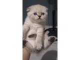 Top surat ponçikler teslime hazır - 2