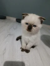 Top surat ponçikler teslime hazır - Kedi - İstanbul