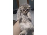 Top surat ponçikler teslime hazır - 3