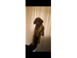 Yavru köpeğimi ihtiyaç dolayısıyla veriyoruz - 1
