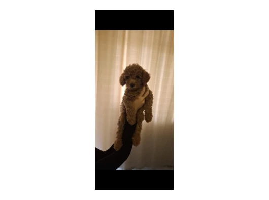 Yavru köpeğimi ihtiyaç dolayısıyla veriyoruz