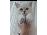 Bıcırıklar teslime hazır - Kedi - İstanbul