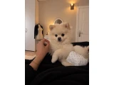 Pomerian Boo - ayı surat - 2