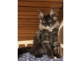 Maine coon yavrular - 4