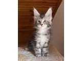Maine coon yavrular - 3