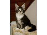 Maine coon yavrular - 1