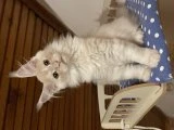 Maine coon yavrular - 2