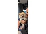 Pomerian Boo - ayı surat - 1