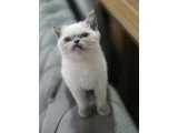Teslime hazır bebekler - British Shorthair