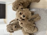 Ev ortamında yetişmiş temiz bakımlı Poodle yavrularımız yeni sahibini arıyor Tekirdağ - 4
