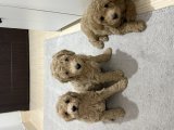 Ev ortamında yetişmiş temiz bakımlı Poodle yavrularımız yeni sahibini arıyor Tekirdağ - Toy Poodle