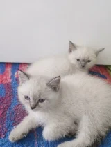 Teslime hazır bebekler - British Shorthair