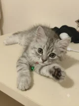 Karamel prensse yuva arıyoruz - British Longhair