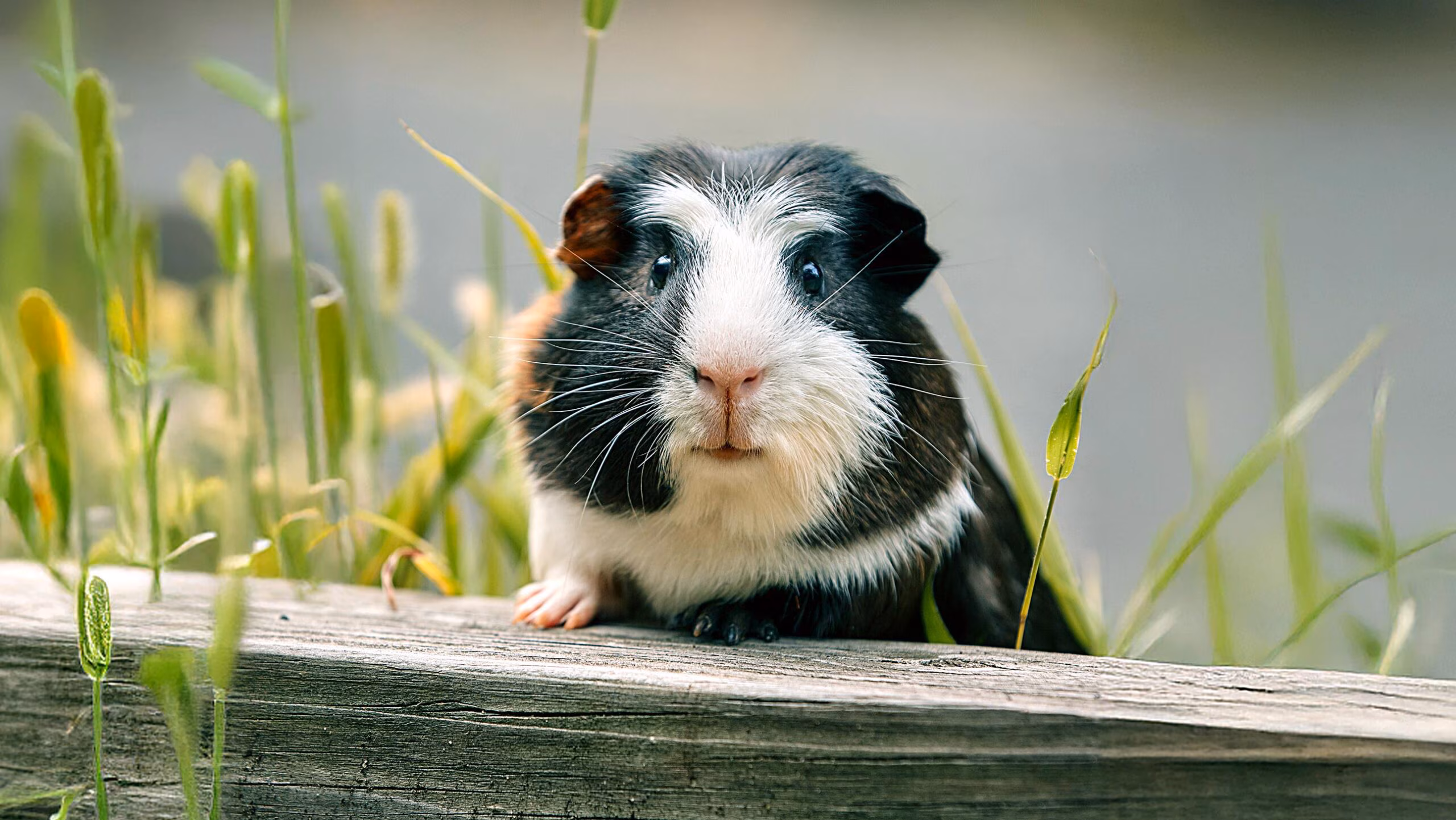 Guinea Pig