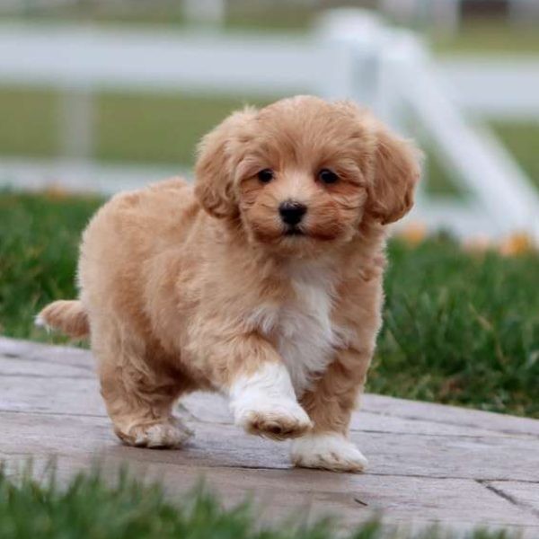 Maltipoo ilanları