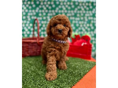 Toy Poodle