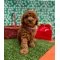 Toy Poodle