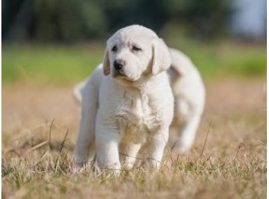 Akbaş Çoban Köpeği