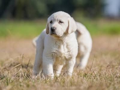 Akbaş Çoban Köpeği